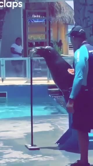 Amazing video 🗣🗣🗣 The water dog sings me in a wonderful way