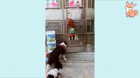 Smart mother dog and puppies