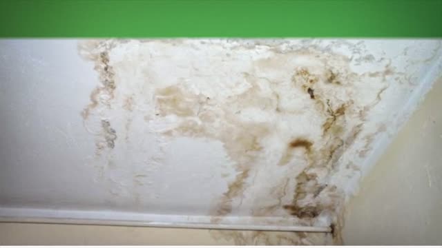 Call Us Today For Mold Removal Palm Bay - We'll Save Your Home From Mold