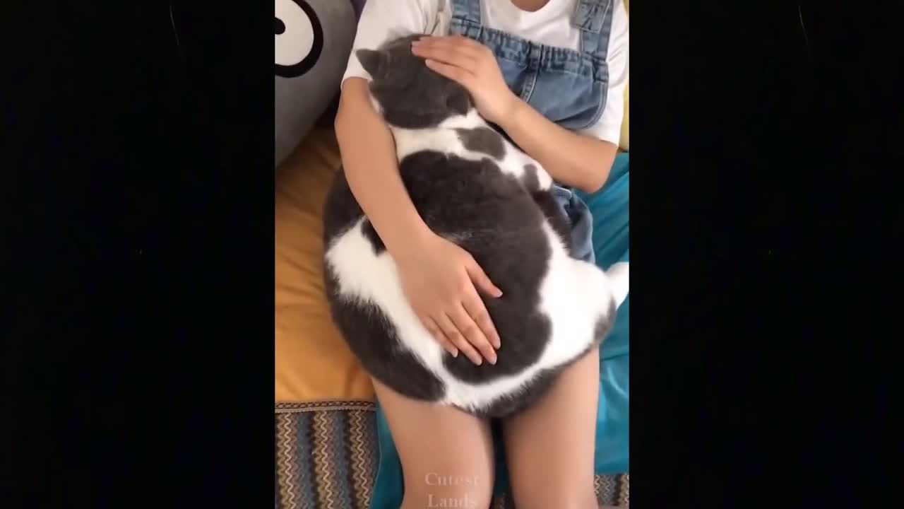 FANTASTIC ANIMALS Best Friend - Cute and Funny Animals Videos Compilation