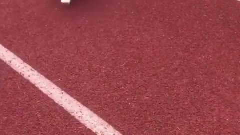 What is the result of the race with the puppy?