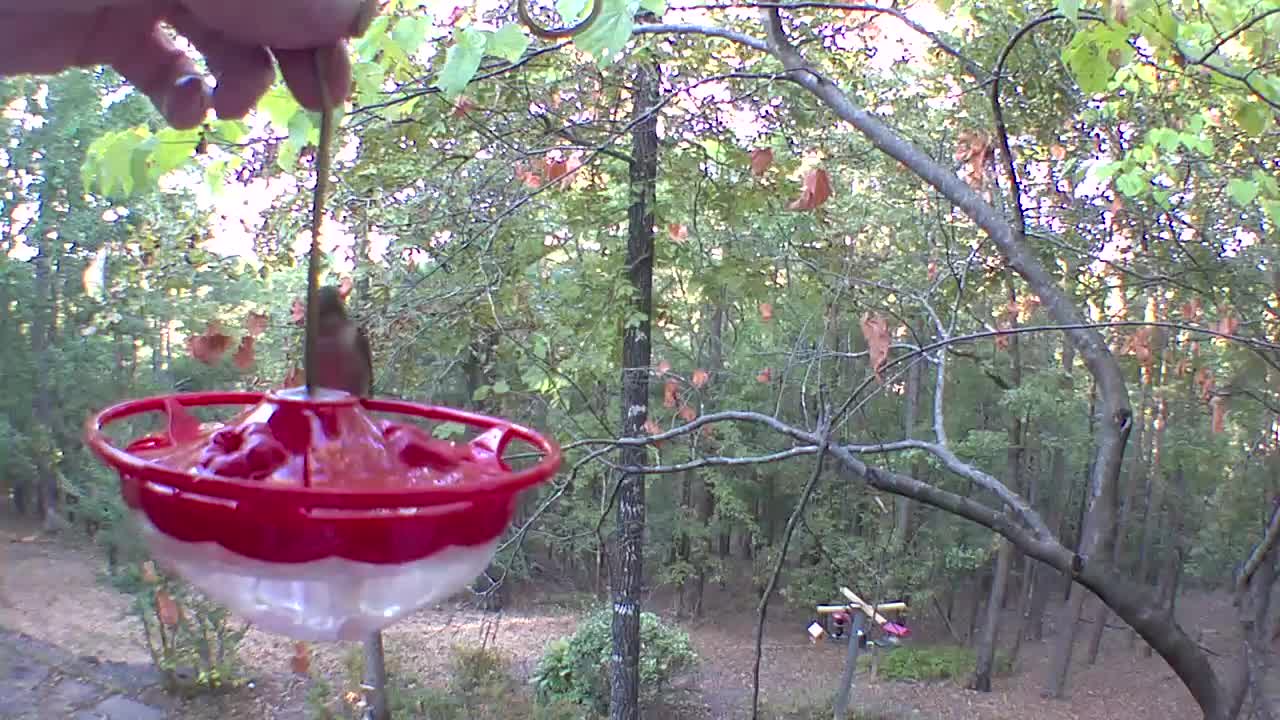 hungry hummingbird