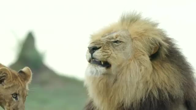Lions