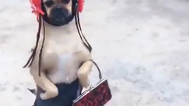 funny dog 🐶 video