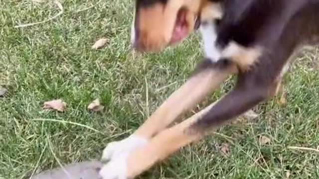 Dog