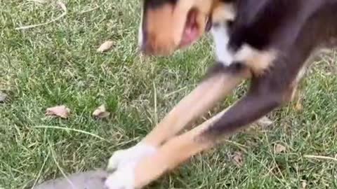 Dog