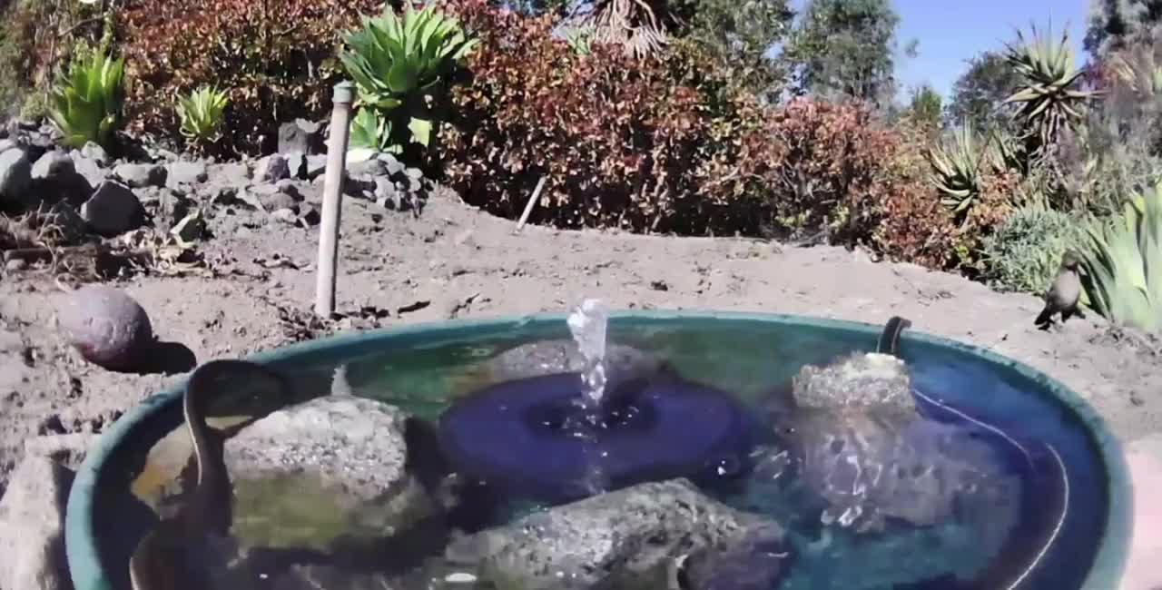 A variety of wild animals visiting a water fountain