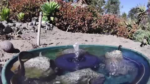 A variety of wild animals visiting a water fountain