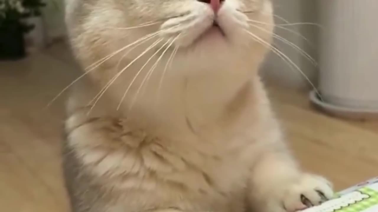 Watch This Cat's Priceless Reactions to Everyday Life!