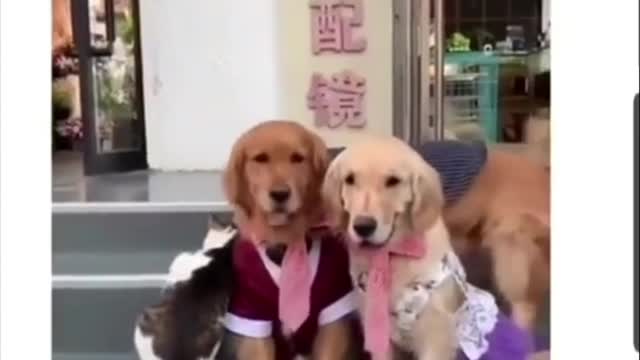 This cat doesn't want to be in the family photo - watch now