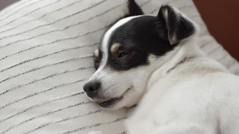 A Cute Dog Sleeping In Bad