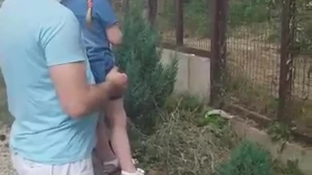 Tiger roars at little girl