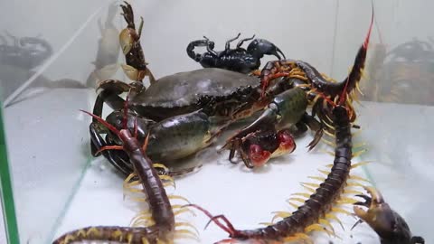 Sea Crab Centipede Emperor Scorpion Water-12