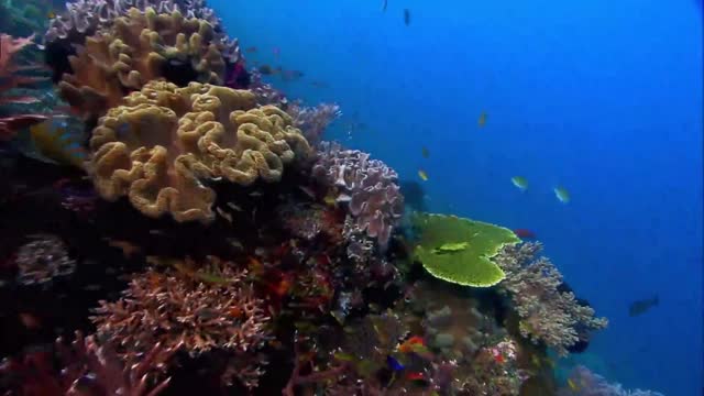 Dense small fish shuttle in the sea