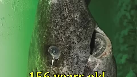 This is the oldest creature on the earth 🌍 || LetsgoScience