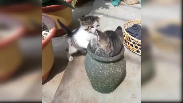 Cute Kittens and Funny Cats
