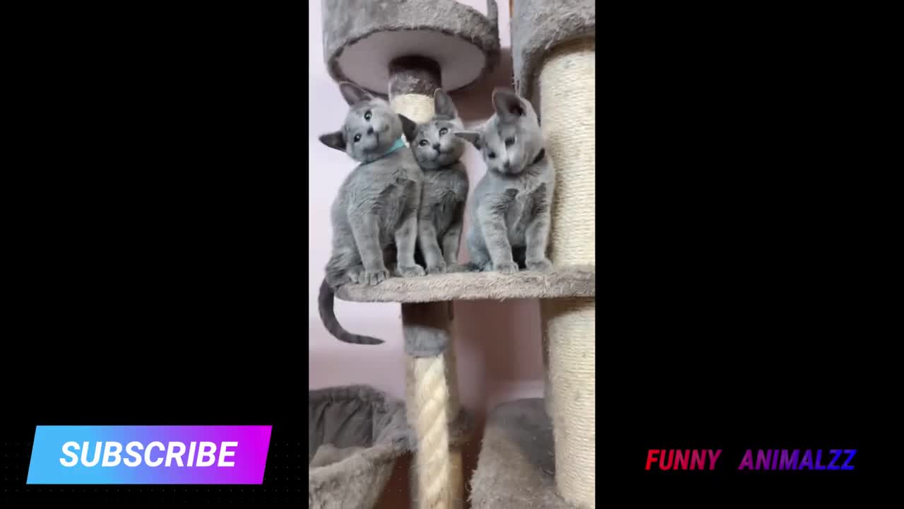 Funny cats 2021 #001