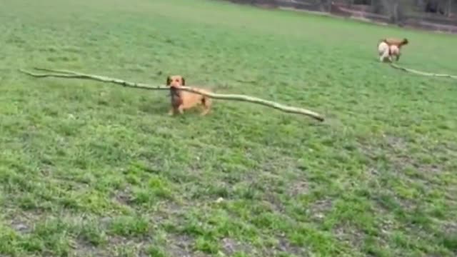 Daily Puppy play