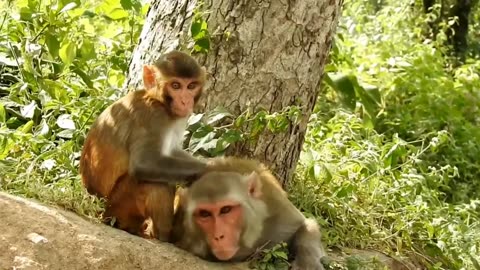 Monkey Antics: Hilarious Moments & Funniest Monkey Fails!