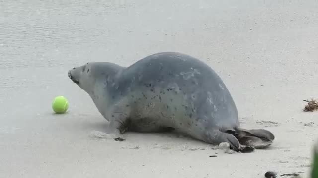 A Seal and His Tennis Ball