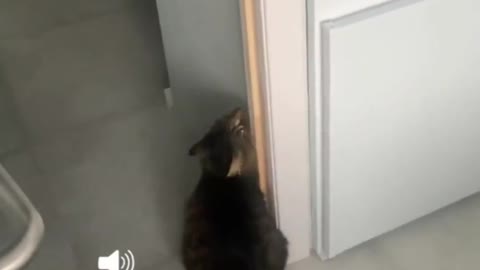 Funny animal videos cats and dogs