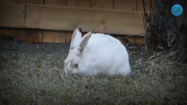 cute funny rabbits