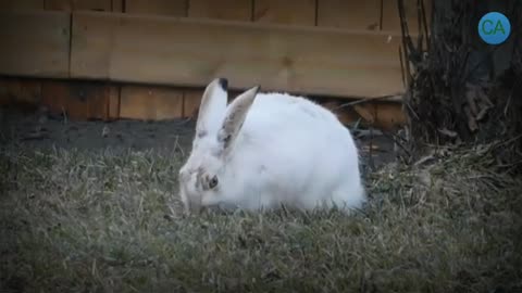 cute funny rabbits