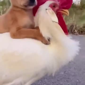 The cock transport puppy on his body
