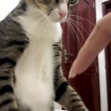 when your cat gets angry!!!