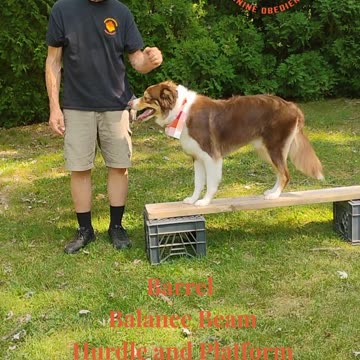 Forrest Four Paws Up!!