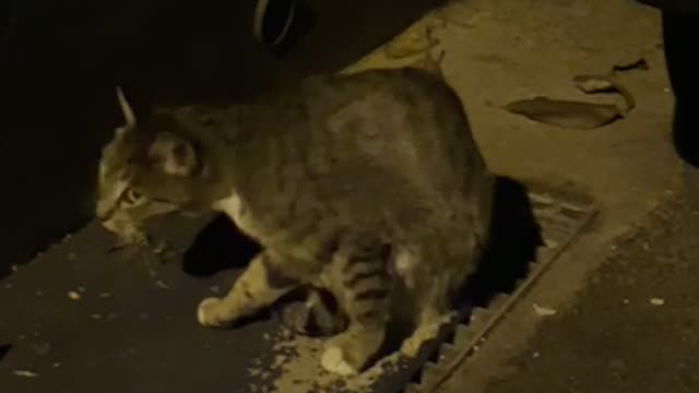 A cat surprised by the sound of people while grooming