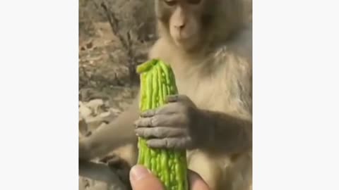 Funny Animal Videos