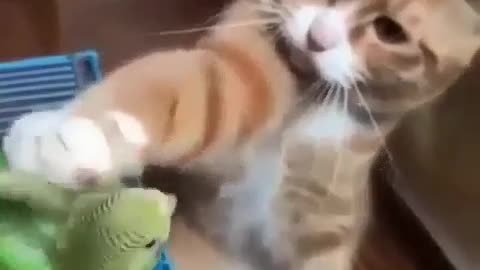 CAT YOUR FRIEND MAKING A LOVE THAT CUTE