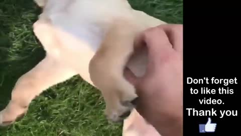 Retrievers make the best companion