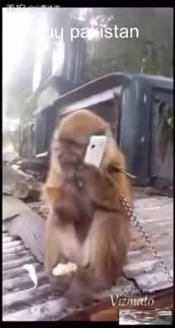 monkey and phone FUNNY VIDEOS 2018 Subscribe plx_360p