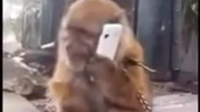 monkey and phone FUNNY VIDEOS 2018 Subscribe plx_360p