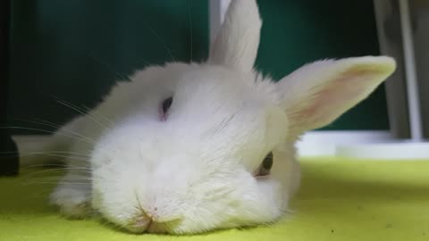 I am sleepy