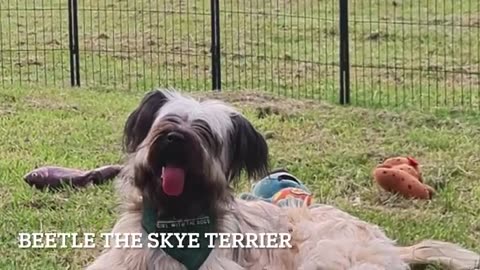 Giant dog HATES the cameraman