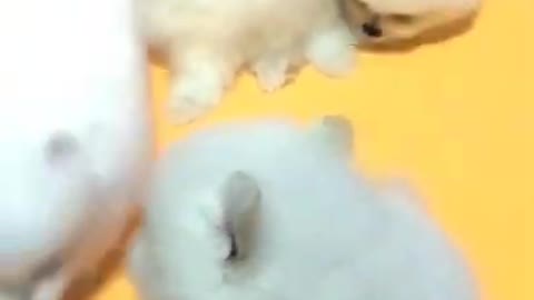 Cute Dogs That Will Make You Happy-Funny Animal