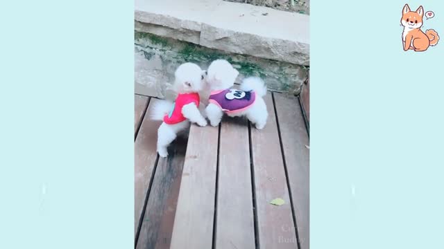 Funniest Dogs Of TikTok