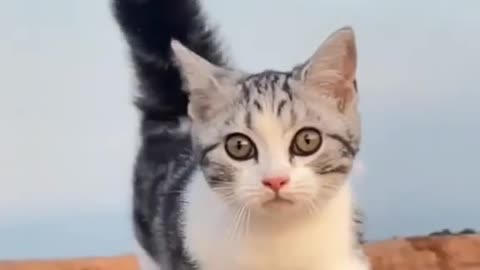 Funny cat