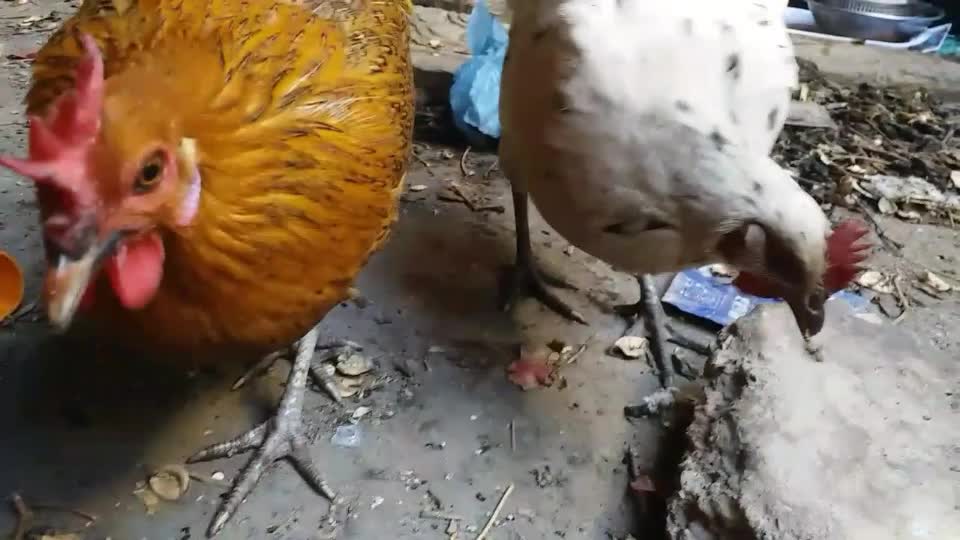 Golden misri hen farming in Pakistan