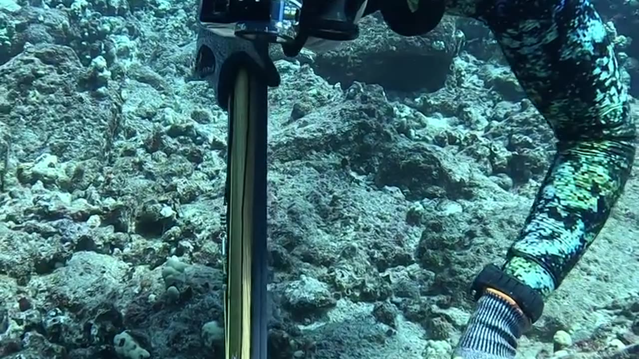 How we Catch and Cook Aquarium Fish in Hawaii