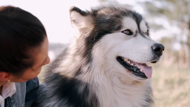 Combing the most beautiful dog in the world "Siberian dog"