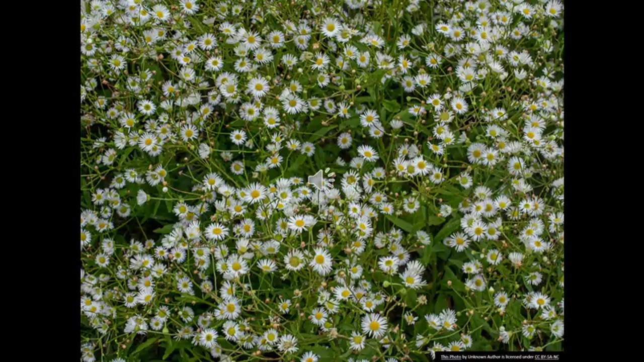 Prof 10 Darren Robinson, Francois Tardif and Peter Sikkema on Fleabane Control