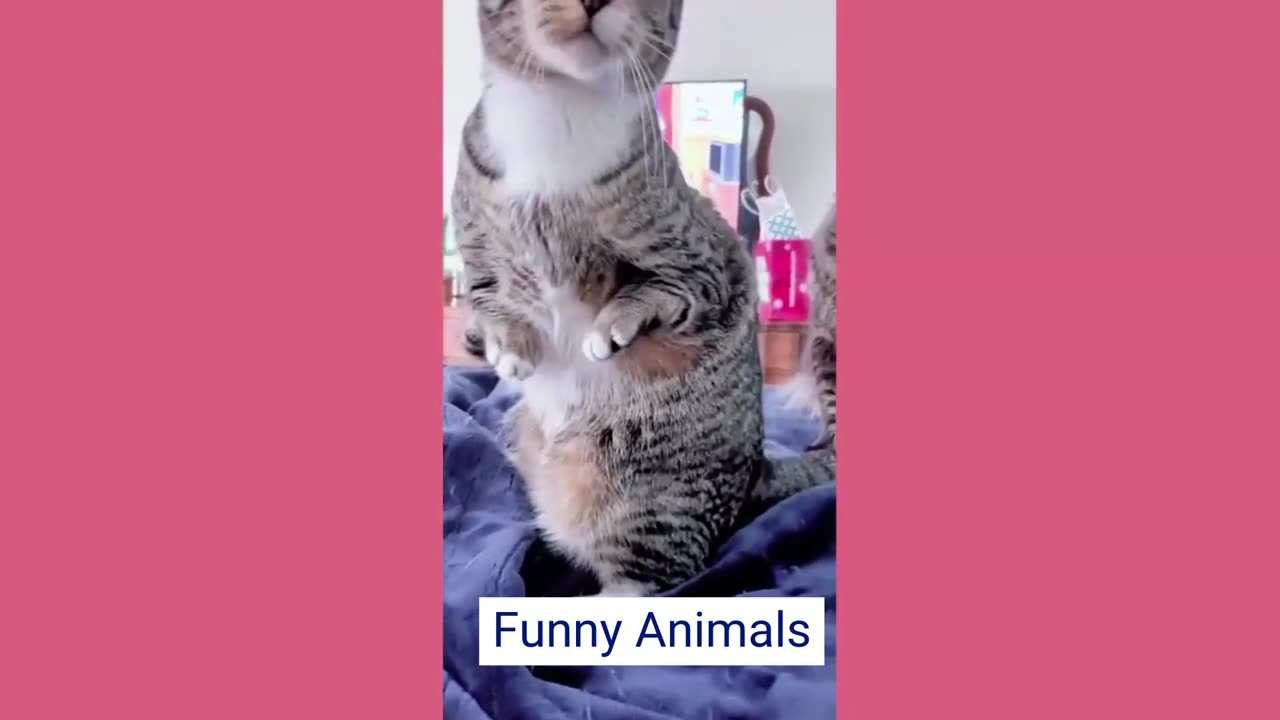 _ Funny Pet Moments 2024 – __Must See Hilarious Videos_ Pet Fail Parade - Made with Clipchamp (1)