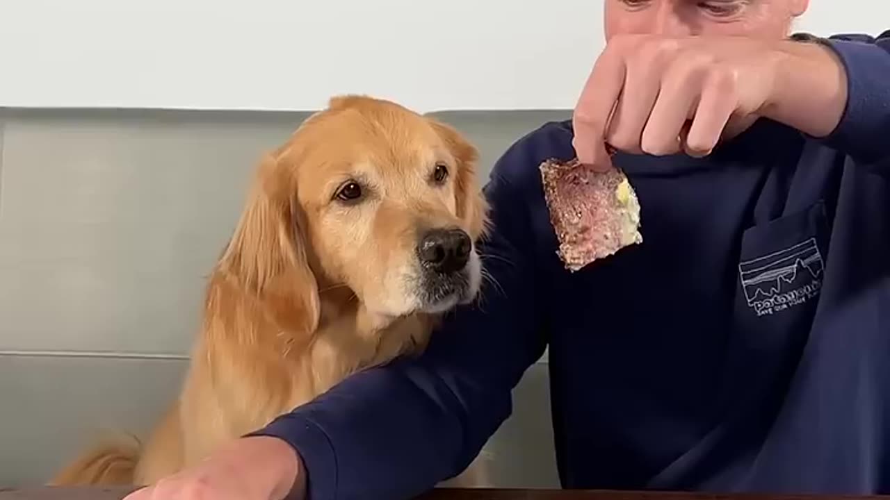 Feeding a dog vs $ 10,000 steak