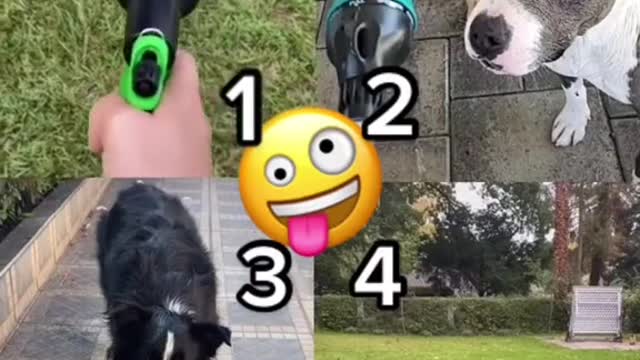 Cute and funny dog videos