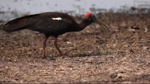 Wildlife in closer view with a natural perspective.