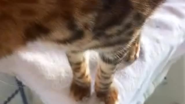 cat funny